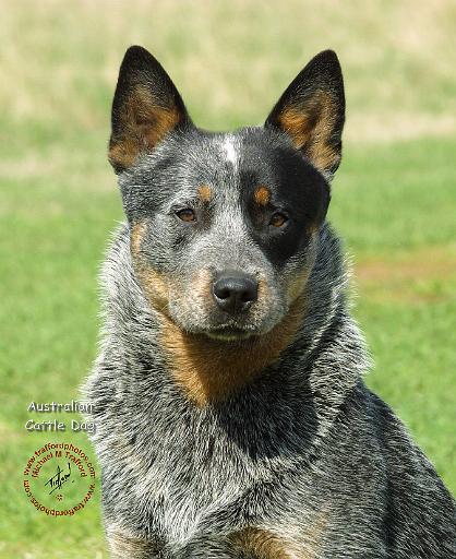 Australian Cattle Dog 9F061D-04.JPG